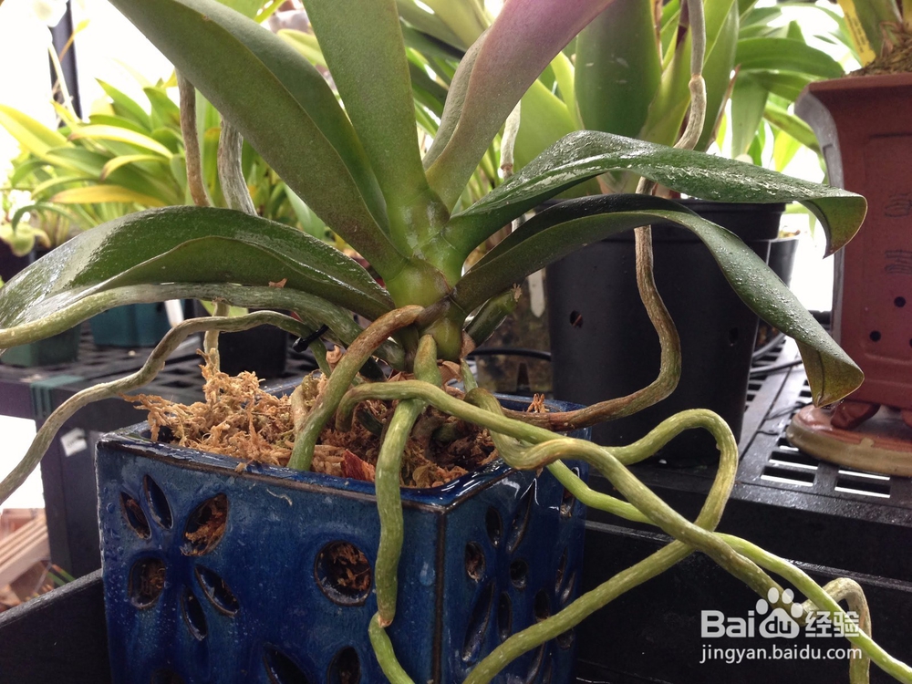 兰花根死了怎么救