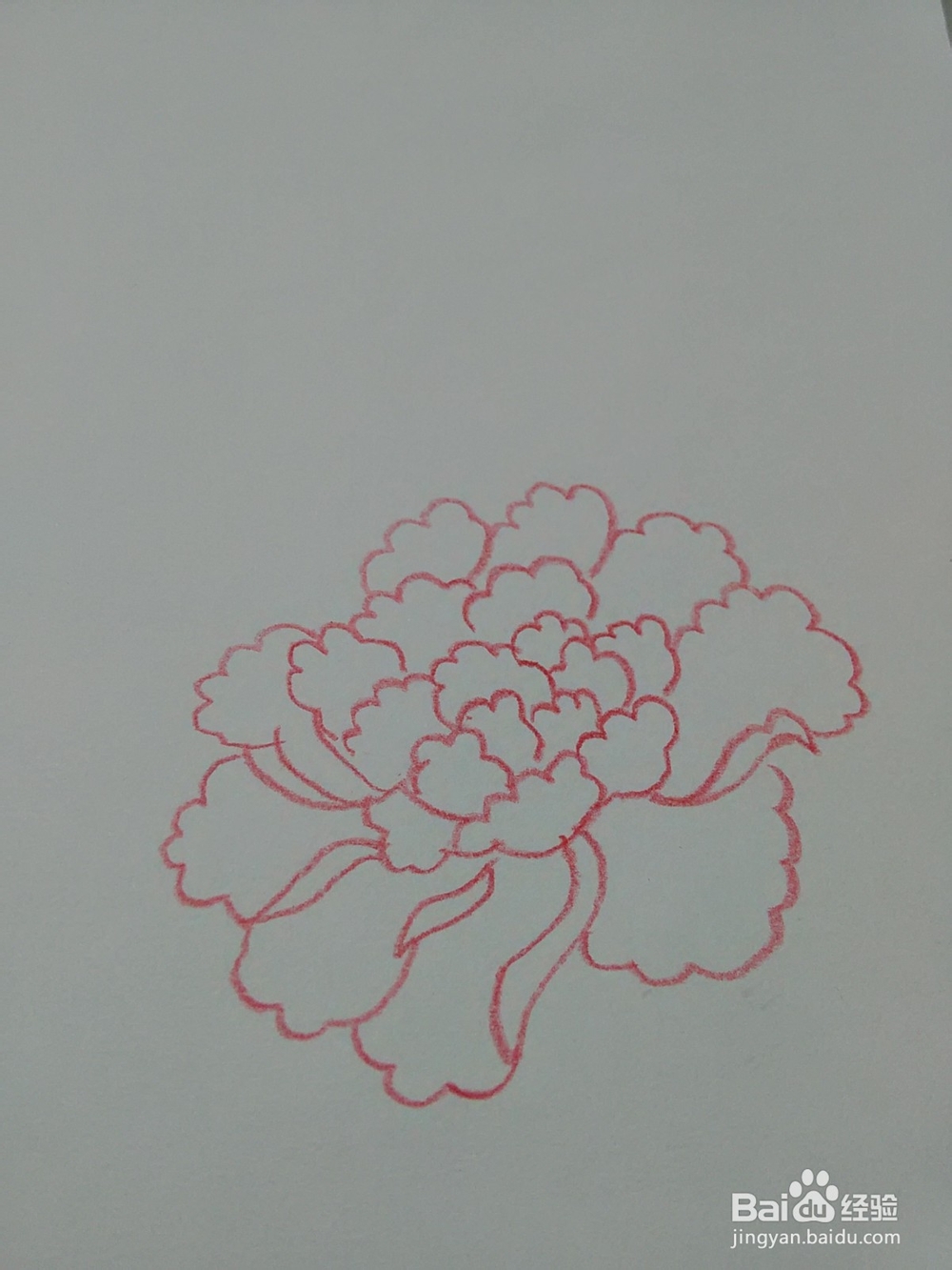 怎么能画好牡丹