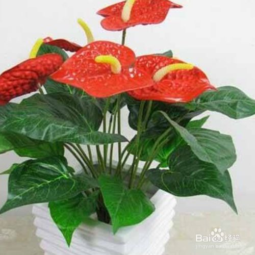 红掌冬季怎么养殖