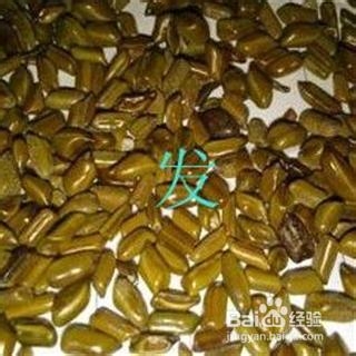 决明子种植技术