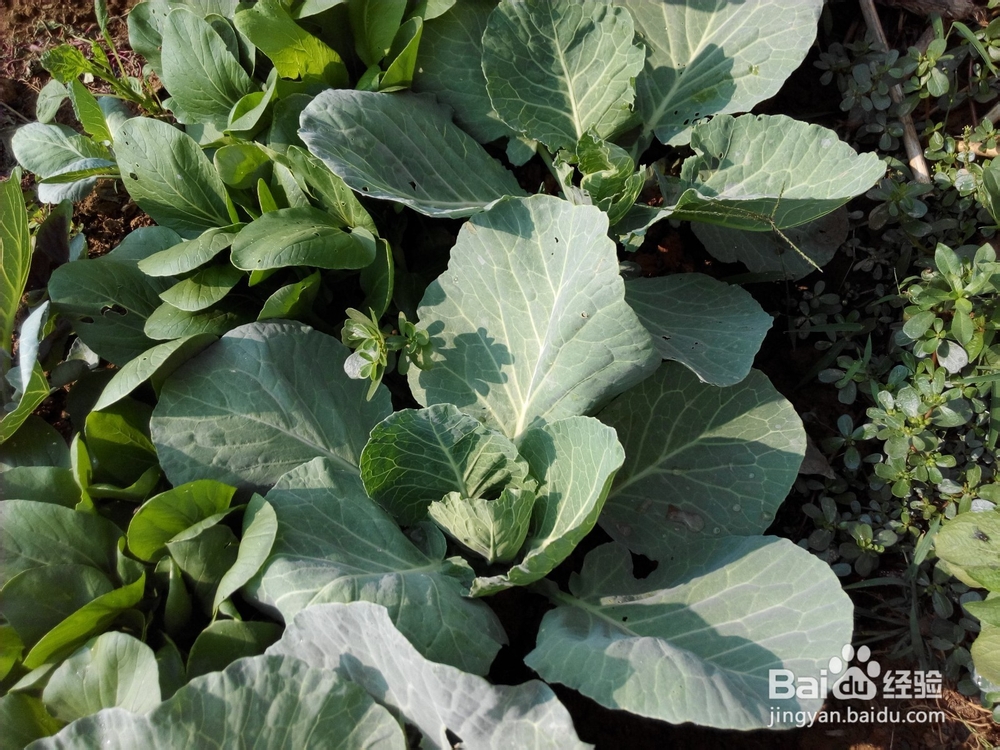 周末去哪里——带孩子去田间走走