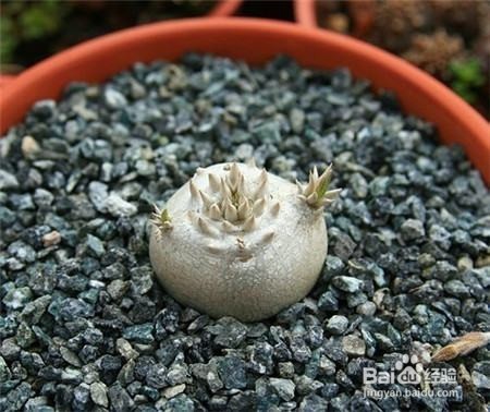 多肉植物惠比须笑怎么养
