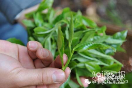 如何让辨别老班章普洱茶