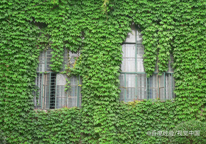 小学生如何保护眼睛的建议8条