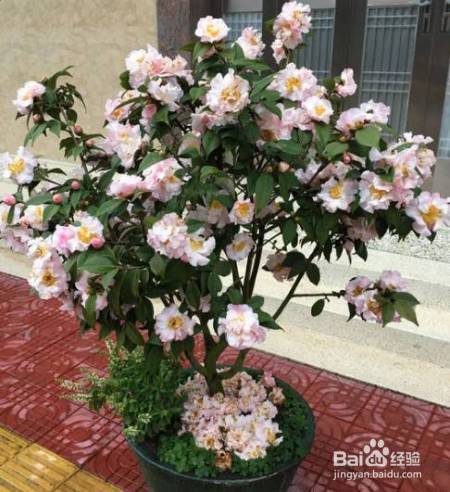 花盆边戳个洞，埋点它，花猛蹿狂长，叶子长成绿瀑布!