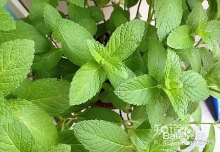 雾霾天,这20种花摆在家里最吸霾!