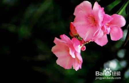 这些植物放在水里养，照样爆盆！超方便！