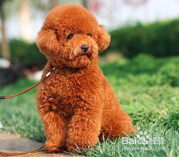 泰迪狗不爱吃狗粮怎么办