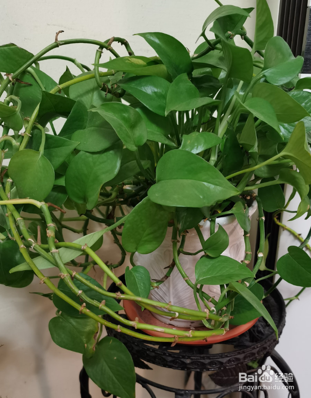 冬天绿萝叶子发黄枯萎怎么补救