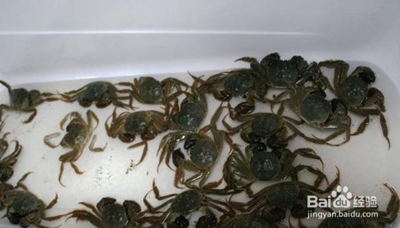 大闸蟹怎么保鲜?是冷藏或冷冻好?