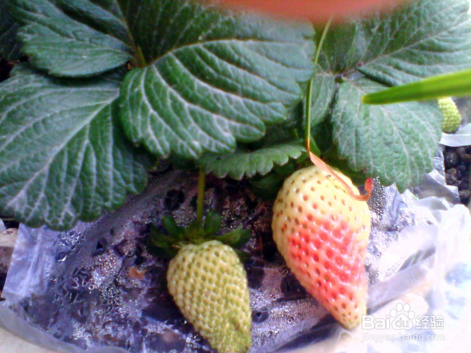 如何简单种植草莓