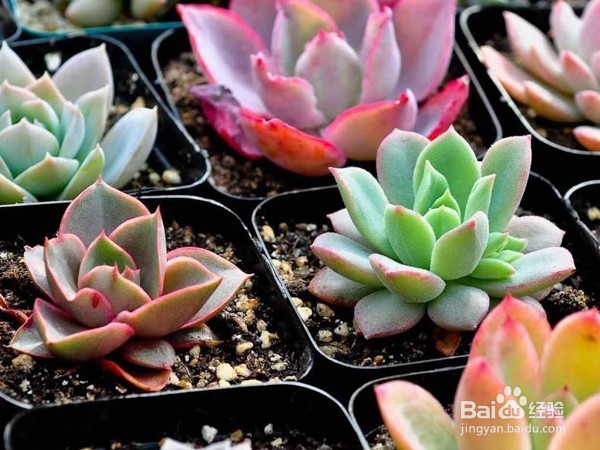 怎样养多肉植物？