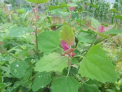 随手可见的路边菜——灰灰菜