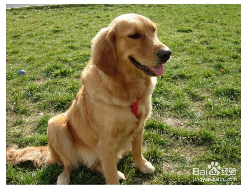 狗狗怎么养才能长寿