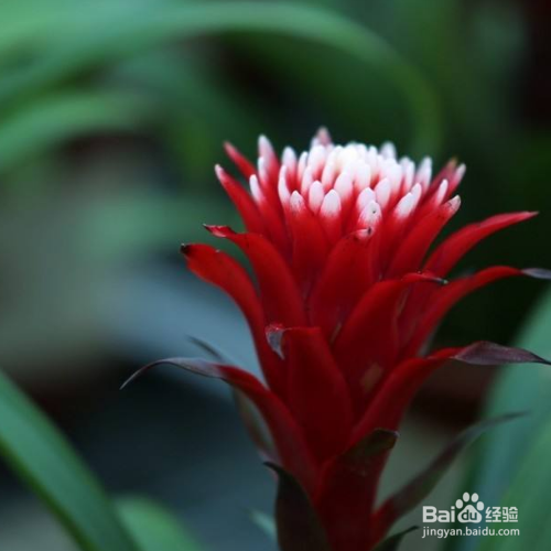 水塔花的养殖方法和注意事项