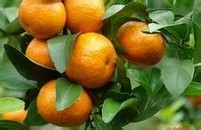 感冒了怎么办，我的小秘诀是分季节来使用！