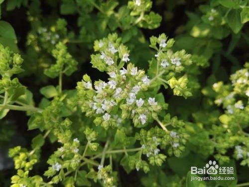 香草播种知识简介之野花薄荷、圆叶当归