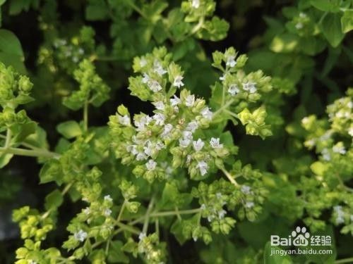 香草播种知识简介之野花薄荷 圆叶当归 百度经验