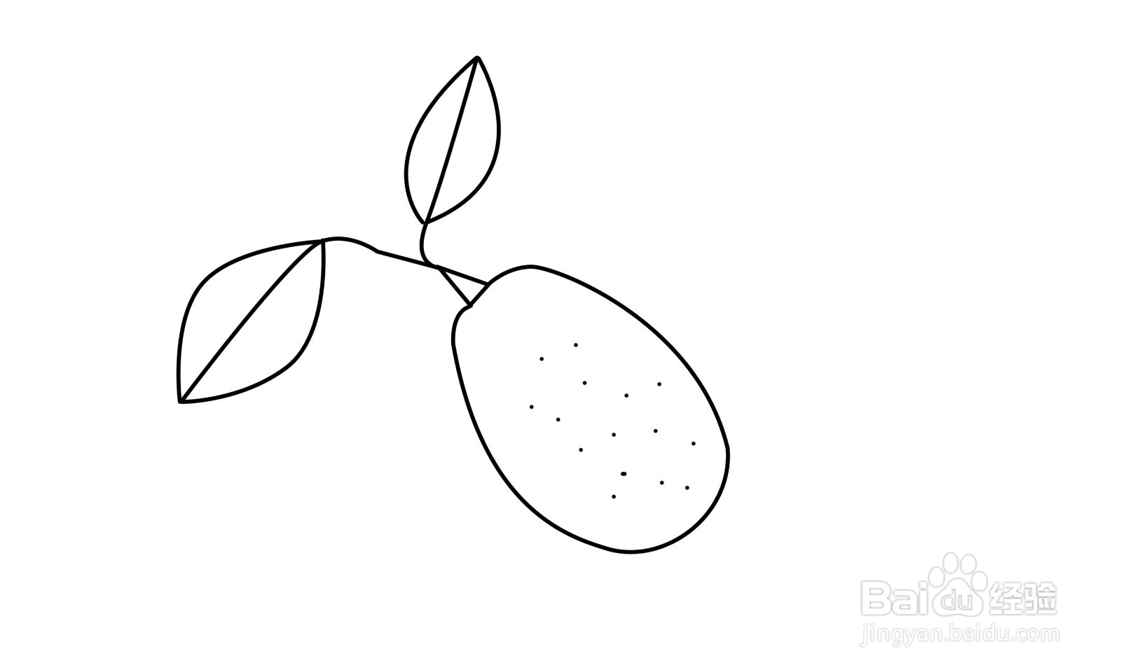 简笔画金橘怎么画