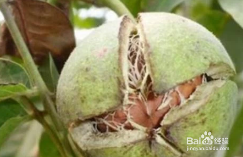 核桃皮怎么好剥