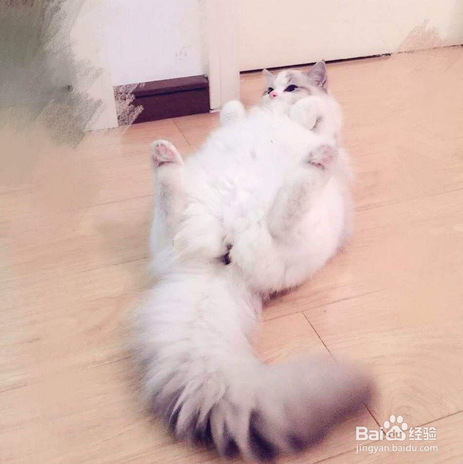 为什么不要拽猫的尾巴