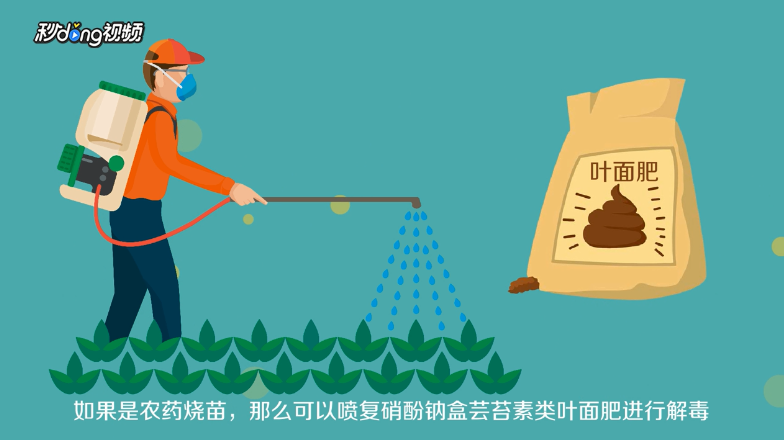 栀子花叶子蔫了怎么办？