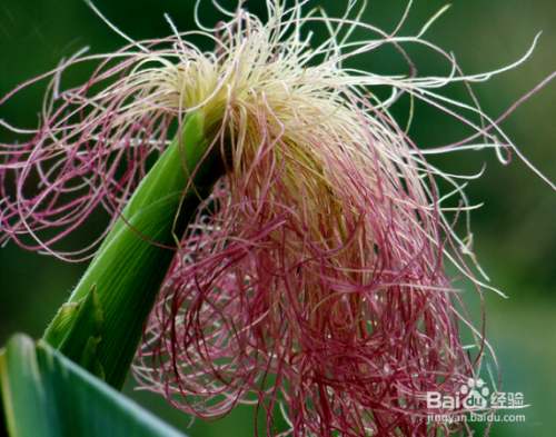 玉米须有哪些药用价值