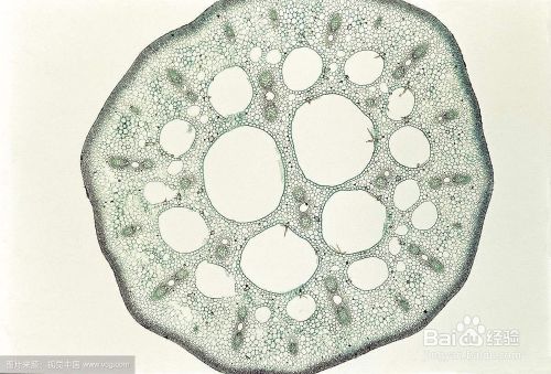 植物叶子制作玻片标本方法