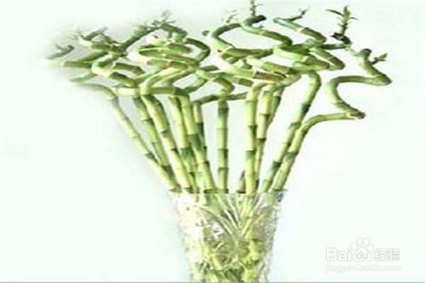 富贵竹应该怎么养殖?