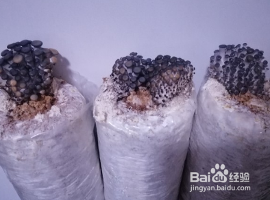 蘑菇藕片炒鸡蛋的做法