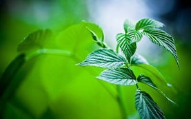 如何做出美味的茶