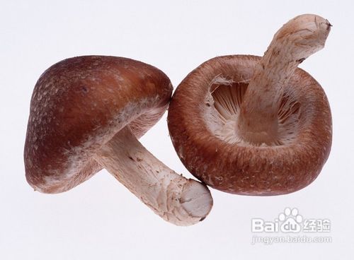 香菇如何选购及保存