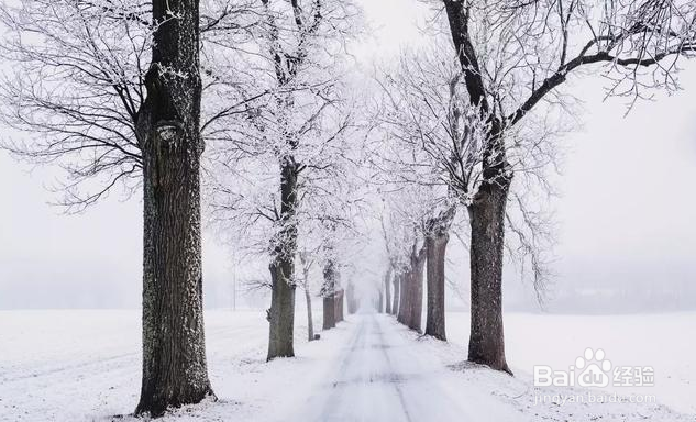 在冬天摄影,利用雪,可以拍出哪些好看的照片