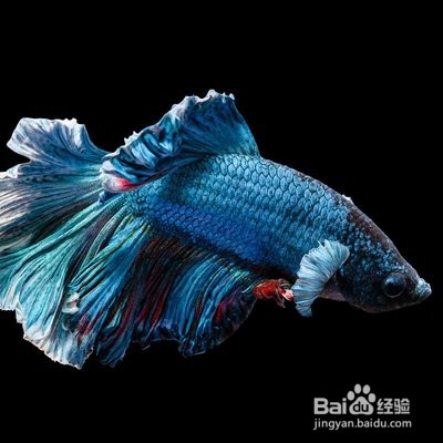 观赏鱼烂尾巴怎么处理