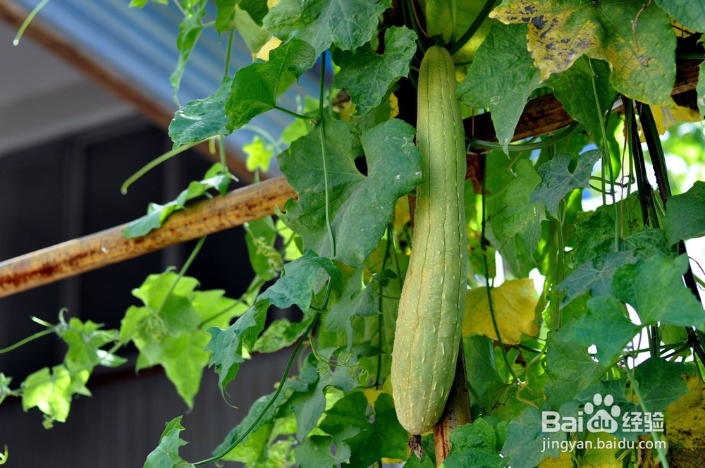 丝瓜种植:丝瓜断茬歇秧怎么防治?