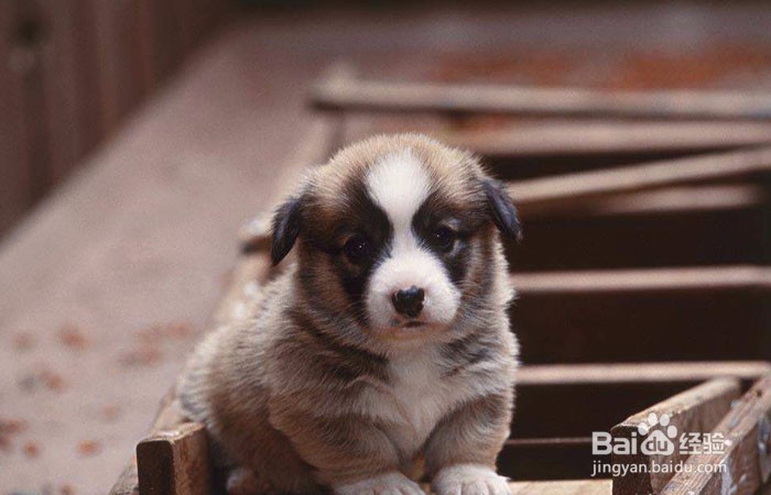 如何训练柯基犬大小便