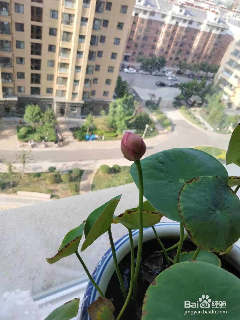 碗莲微型荷花的花期养护
