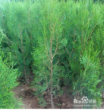 怎么在楼顶种树