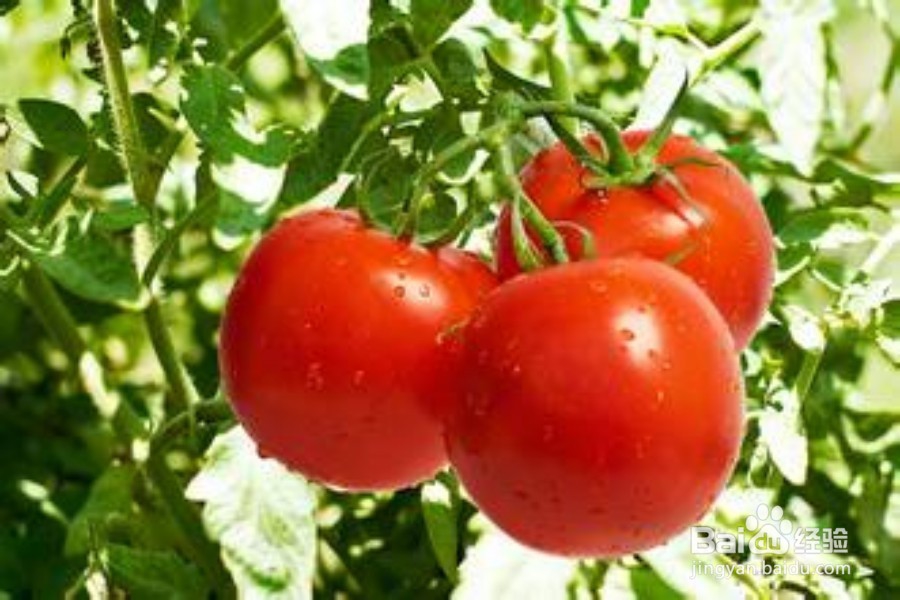 消除压力甩开疲劳的六大营养素