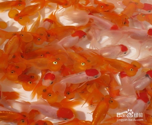 鱼缸有腥味怎么办