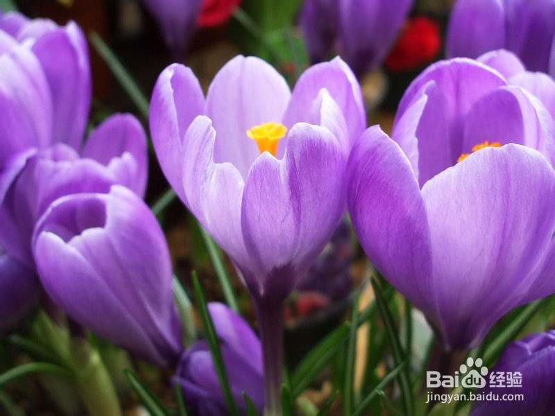 中考语文冲刺篇