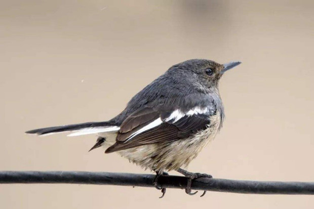 长喙是什么意思