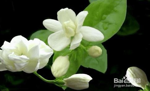 茉莉花地日常养护
