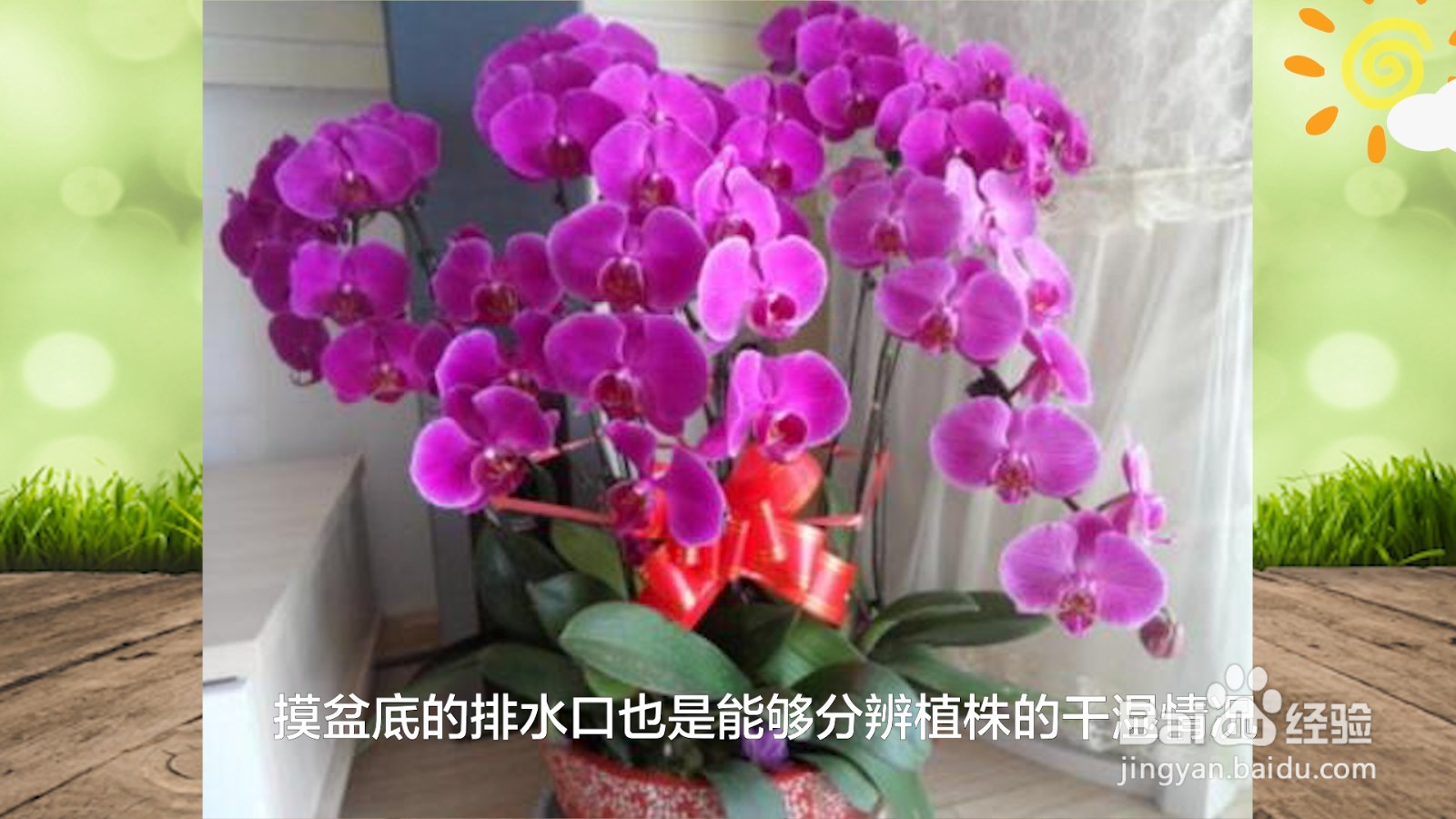 蝴蝶兰浇水的正确方法