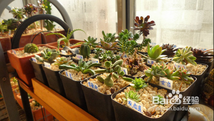 冬天来了，阳台变大棚。