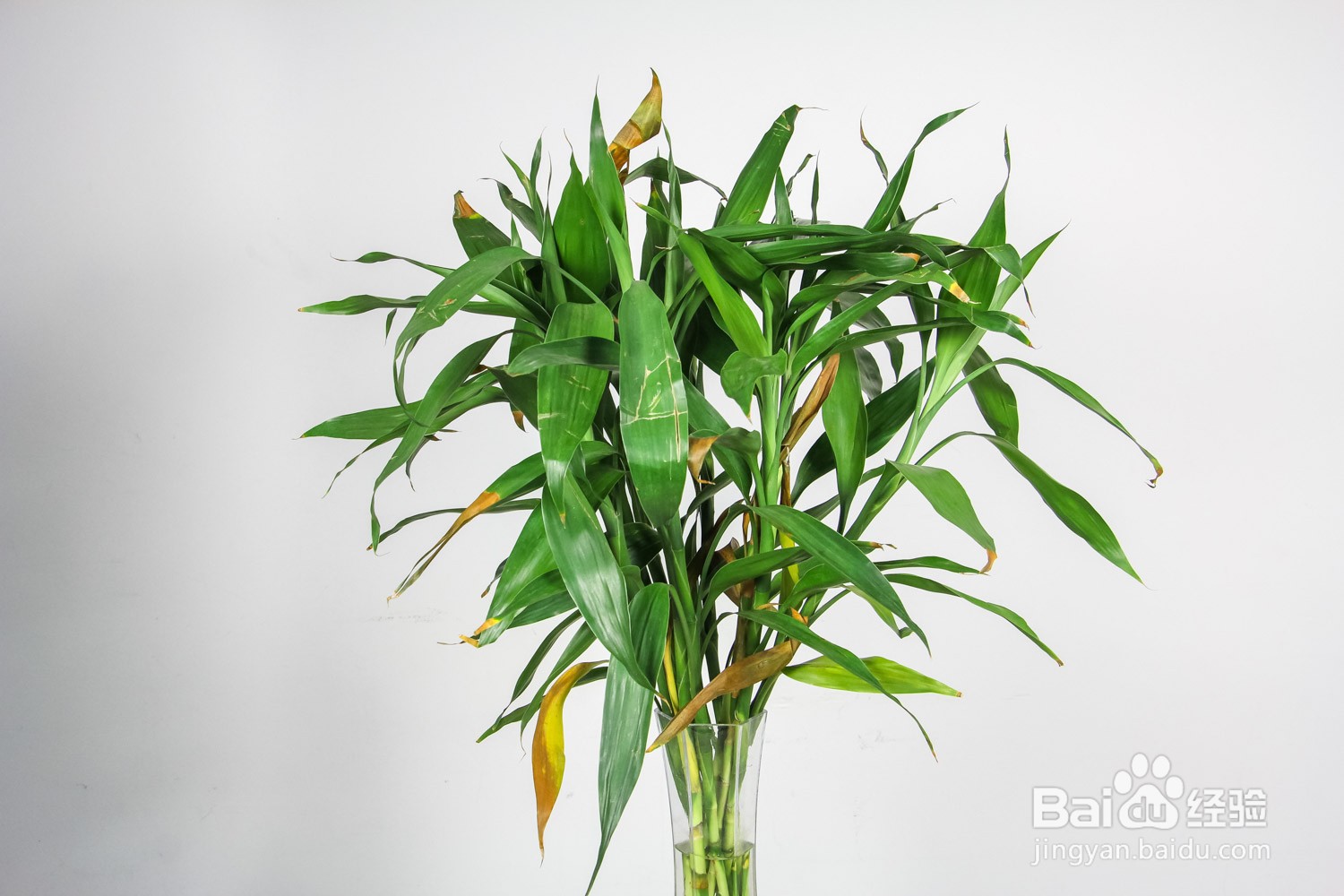 室内如何养好富贵竹