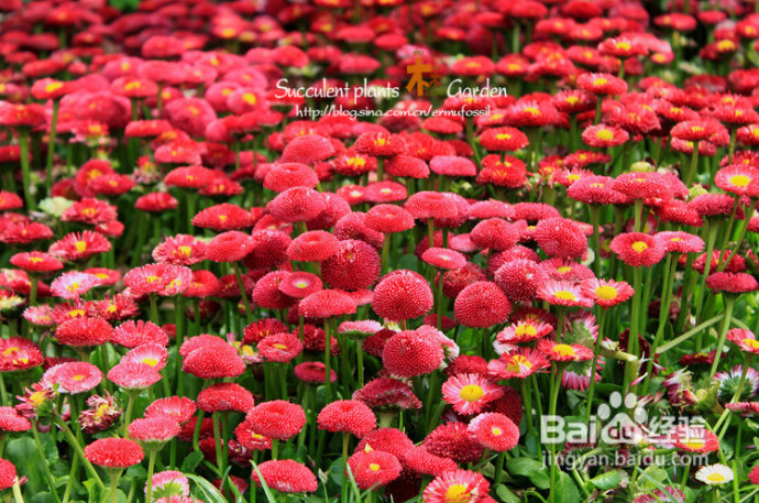 上海植物园（上）