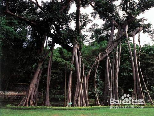 2012西双版纳十一旅游攻略