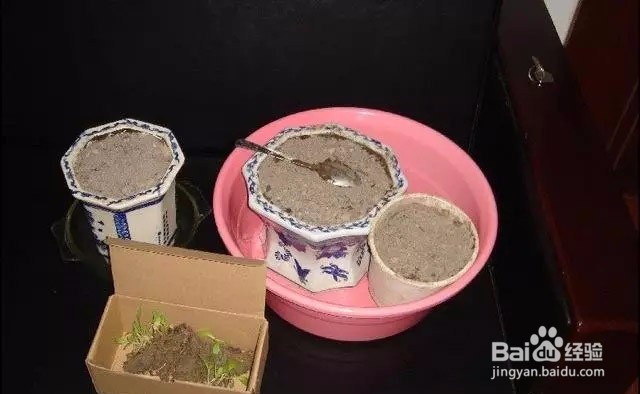 如何阳台盆栽种青菜?