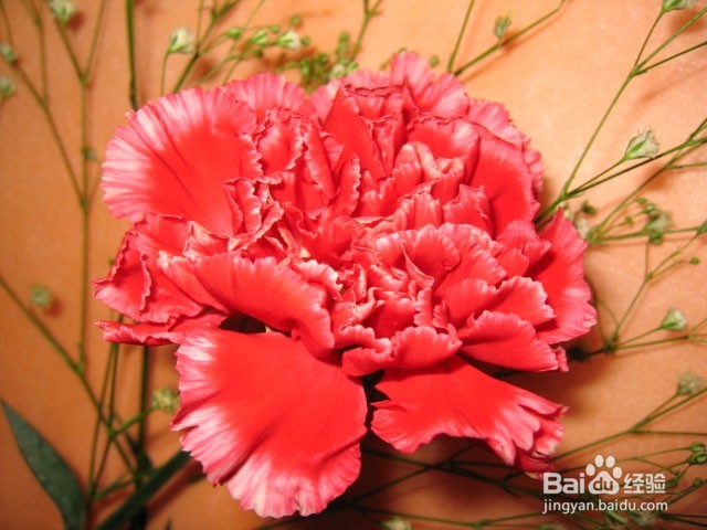 康乃馨的养殖方法注意事项